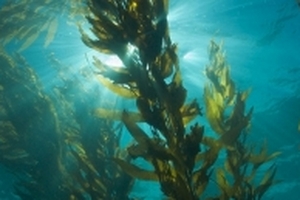 Năng lượng từ tảo biển có thể thay thế pin mặt trời