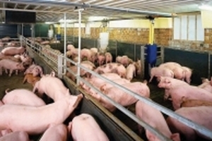 Giá heo hơi hôm nay 12/10: Giá heo ở Bình Dương tăng trở lại