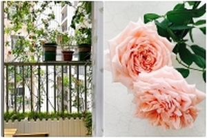 Ban công 6m2 ngọt ngào và rực rỡ với đủ loại hồng của mẹ hai con Hà Thành