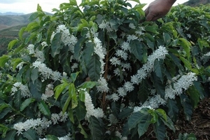 Sản lượng cà phê Việt Nam có thể đạt kỷ lục trong niên vụ 2017 - 2018