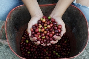 Ngành cà phê Colombia hồi sinh sau nội chiến