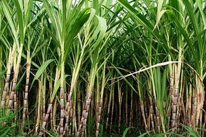 Mía đường Sơn La tiếp tục báo lãi quý I/2018 sau 1 năm thu lợi khủng