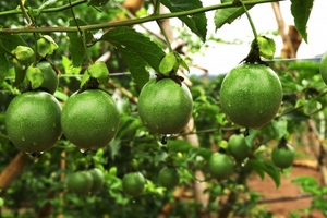 HAGL lãi trước thuế 1.188 tỷ đồng trong 9 tháng, giảm 4.200 tỷ đồng nợ vay