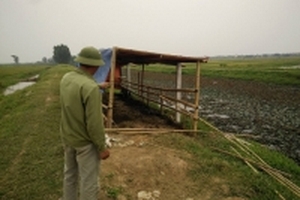 Chủ đàn trâu đau xót khi 9 con trâu bị kẻ xấu cắt đứt gân chân