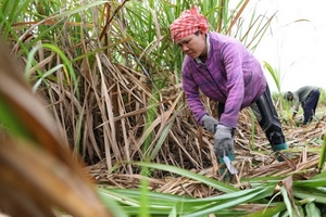 Giải pháp cho ngành đường từ năm 2018?