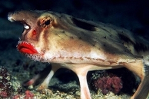 Những loài cá có đôi môi dày ấn tượng