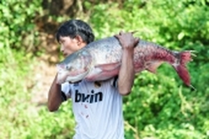 Người dân đổ xô bắt cá ‘khủng’ dưới chân đập hồ thuỷ điện Trị An