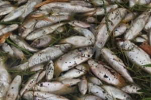 Quảng Ngãi: Phát hiện cá chết hàng loạt do nhiễm vi khuẩn