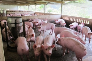 Giá heo hơi hôm nay (2/11) có nơi đã lên 32.000 – 32.500 đồng/kg