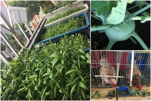 Nữ biên tập viên xinh đẹp trồng rau nuôi gà sạch trên sân thượng 30m2 giữa lòng Hà Nội
