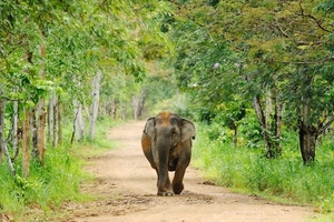 Nếu là người yêu thiên nhiên và động vật hoang dã thì đây là những điểm đến không thể bỏ qua ở Thái Lan