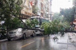 Cây xanh đổ chắn ngang đường, đè lên đầu xe ô tô 16 chỗ