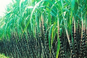 Giá cổ phiếu liên tục giảm, Mía đường Lam Sơn mua vào 6 triệu cổ phiếu quỹ