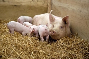 Giá heo hơi hôm nay (10/11): Lặng sóng về cuối tuần