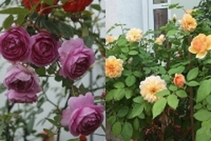 Vườn hồng trăm loại rực rỡ đẹp như xứ sở thần tiên ở phố núi Lai Châu
