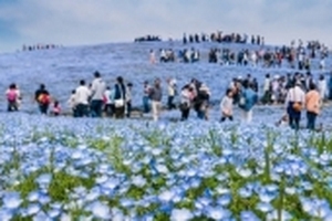 14 điểm đến giúp xoa dịu tinh thần ở Nhật