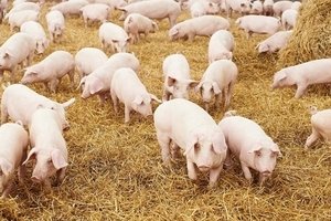 Giá heo hơi hôm nay (13/11) ổn định dưới 30.000 đồng/kg ở Bắc, Nam