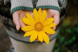 Về thăm Đà Lạt mùa hoa dã quỳ vàng rực những con đường