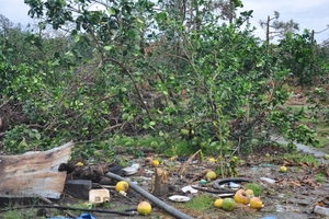 Khoảng 90% bưởi da xanh đang kinh doanh bị thiệt hại do bão số 12, Khánh Hòa mất vụ bưởi Tết 2018