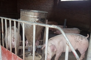 Giá heo hơi hôm nay (22/11): Hà Nam có lúc bị ép giá xuống còn 25.000 đồng/kg