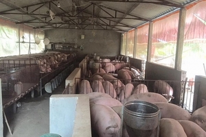 Giá heo hơi hôm nay (23/11): Có nơi lên đến 31.000 đồng/kg