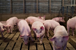 Giá heo hơi hôm nay (24/11): Long An giảm tới 2.000 đồng/kg