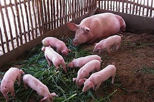 Giá heo hơi hôm nay (26/11): Các tỉnh miền Bắc biến động nhiều nhất trong tuần qua