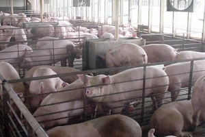 Giá heo hơi hôm nay (27/11): Ổn định trong ngày đầu tuần