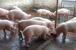 Giá heo hơi hôm nay (28/11): Biến động mạnh nhất ở miền Nam