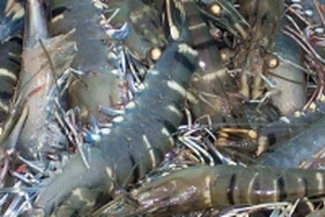 Hùng Vương thoái sạch vốn Thực phẩm Sao Ta, thu về hơn 470 tỷ đồng