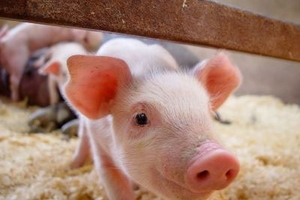 Giá heo hơi hôm nay (2/12): Tăng nhẹ tại nhiều tỉnh miền Bắc