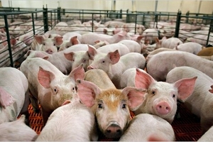 Giá heo hơi hôm nay (3/12): Miền Bắc có chuỗi ngày tăng dài nhất tuần qua