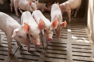 Giá heo hơi hôm nay (4/12): Miền Nam vẫn chưa vượt được ngưỡng 30.000 đồng/kg