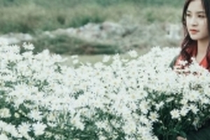 Giới trẻ Hà thành rộn ràng check-in vườn cúc họa mi tuyệt đẹp