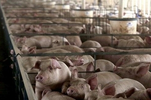 Giá heo hơi hôm nay (7/12): Tăng tại miền Bắc và miền Trung, Tây Nguyên