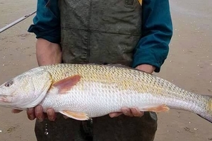 Ngư dân câu được cá nghi sủ vàng quý hiếm, khách trả gần nửa tỷ chưa bán