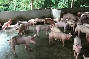 Giá heo hơi hôm nay (8/12): Nhiều nơi tăng đến 2.000 đồng/kg