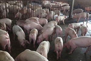 Giá heo hơi hôm nay (12/12) nhảy lên 32.000 đồng/kg ở miền Bắc