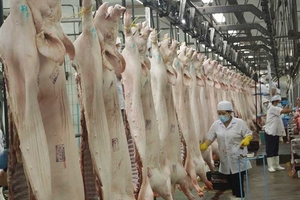 Giá heo hơi hôm nay (13/12) tiếp tục lên 33.000 đồng/kg ở miền Bắc