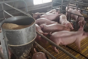 Giá heo hơi hôm nay (14/12): Ổn định, miền Nam vẫn là khu vực có mức giá thấp nhất nước