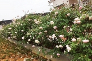 Ngất ngây ngắm khoảng sân phủ triệu đóa hồng trong ngôi nhà vườn ở Ba Vì