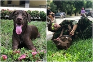 Chú chó 'lao' vào cứu cô chủ khi bị mẹ đánh và câu chuyện coi chó như thành viên trong gia đình