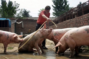 Giá heo hơi hôm nay (17/12): Ổn định là xu hướng chung tuần qua