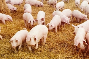 Giá heo hơi hôm nay (18/12): Không biến động ở cả 3 miền