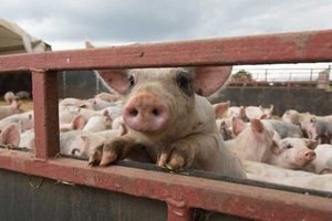 Giá heo hơi hôm nay (19/12): Miền Bắc có nơi tăng đến 2.000 đồng/kg