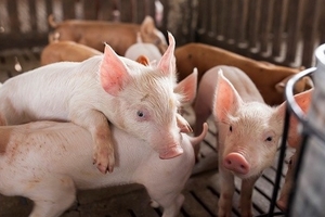 Giá heo hơi hôm nay (21/12): Miền Bắc có nơi lên đến 34.000 đồng/kg