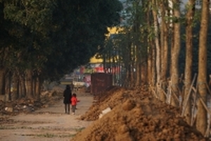 Đường Phạm Văn Đồng có hàng cây mới thay thế xà cừ cổ thụ bị di chuyển, chặt hạ