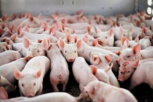 Giá heo hơi hôm nay (25/12): Có nơi lên đến 36.000 đồng/kg