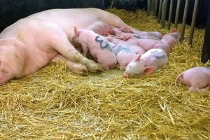 Giá heo hơi hôm nay (26/12): Chững lại sau chuỗi ngày tăng dài tại miền Bắc