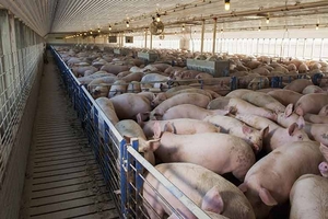 Giá heo hơi hôm nay (27/12): Ổn định đang là xu hướng chung